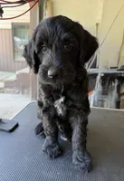 Red, a male Miniature Goldendoodle for sale in Detroit Lakes, MN – 1 of 4