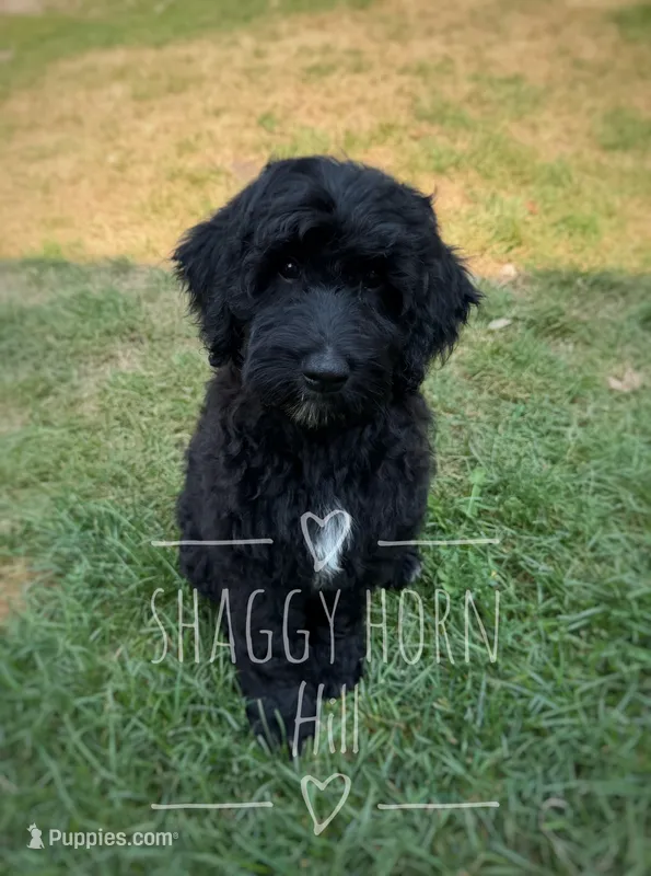 Black – Miniature Goldendoodle puppy for sale in Detroit Lakes, MN