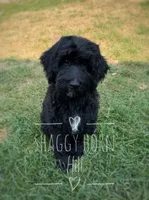 Black, a male Miniature Goldendoodle for sale in Detroit Lakes, MN – 1 of 3