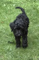 Red, a male Miniature Goldendoodle for sale in Detroit Lakes, MN – 2 of 4