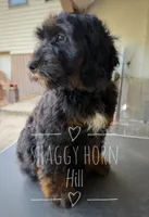 Turquoise , a male Miniature Goldendoodle for sale in Detroit Lakes, MN – 2 of 3