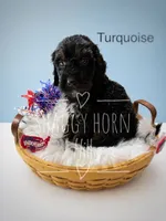 Turquoise , a male Miniature Goldendoodle for sale in Detroit Lakes, MN – 1 of 1