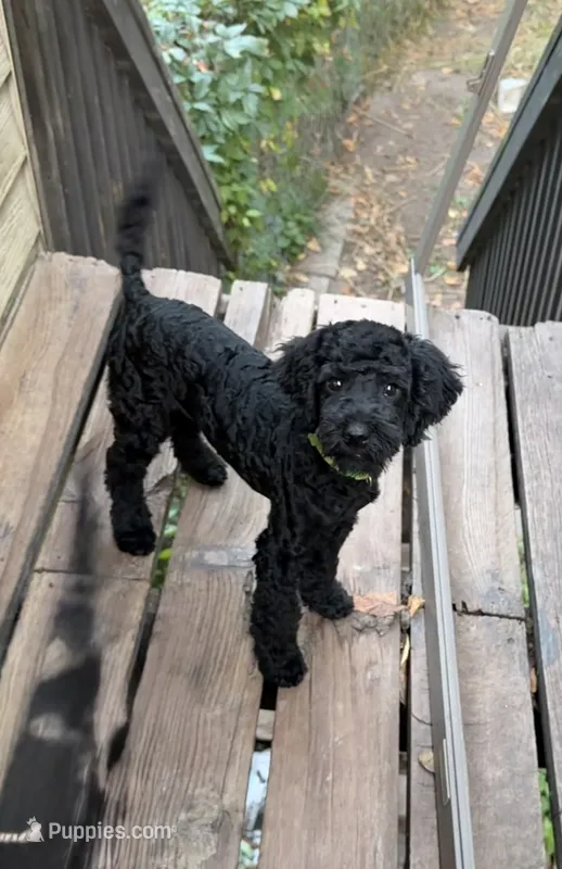 Green – Miniature Goldendoodle puppy for sale in Detroit Lakes, MN