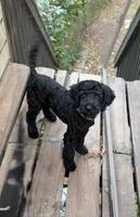 Green, a male Miniature Goldendoodle for sale in Detroit Lakes, MN – 1 of 3
