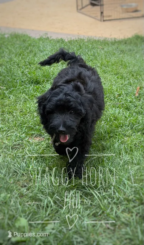 Light gray – Miniature Goldendoodle puppy for sale in Detroit Lakes, MN