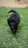 Light gray, a male Miniature Goldendoodle for sale in Detroit Lakes, MN – 1 of 4