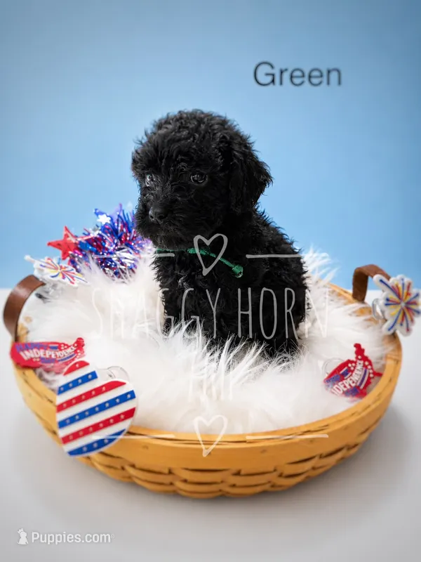 Green – Miniature Goldendoodle puppy for sale in Detroit Lakes, MN