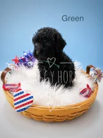 Green, a male Miniature Goldendoodle for sale in Detroit Lakes, MN – 1 of 1