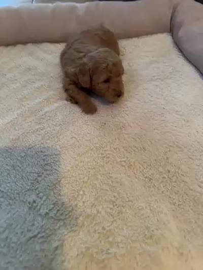 Oso, a male Poodle - Toy  for sale in Fresno, CA – 4 of 4