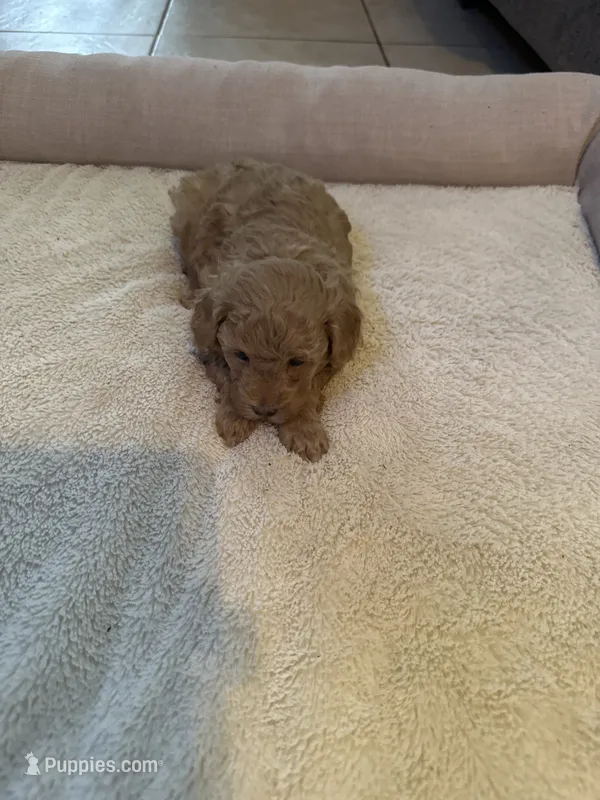 Oso – Poodle - Toy  puppy for sale in Fresno, CA