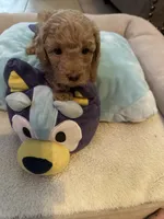 Oso, a male Poodle - Toy  for sale in Fresno, CA – 3 of 4