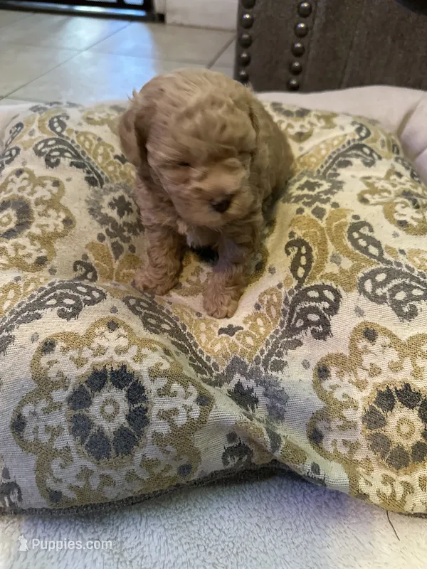 Missy – Poodle - Toy  puppy for sale in Fresno, CA