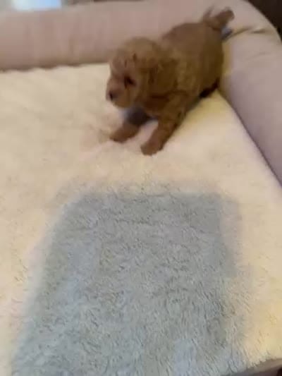 Missy, a female Poodle - Toy  for sale in Fresno, CA – 3 of 3