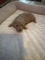 Oso, a male Poodle - Toy  for sale in Fresno, CA – 2 of 4