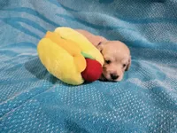 EE English Cream Baby Girl, a female Miniature Dachshund for sale in Mocksville, NC – 2 of 3