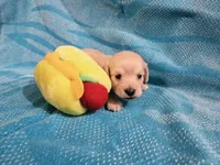 EE English Cream Baby Girl, a female Miniature Dachshund for sale in Mocksville, NC – 3 of 3