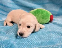 EE English Cream Baby Boy, a male Miniature Dachshund for sale in Mocksville, NC – 2 of 4
