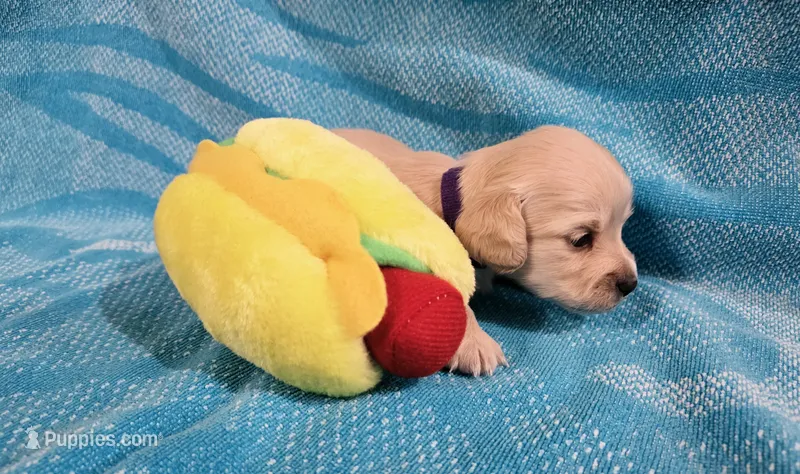 EE English Cream Baby Girl – Miniature Dachshund puppy for sale in Mocksville, NC