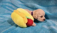 EE English Cream Baby Girl, a female Miniature Dachshund for sale in Mocksville, NC – 1 of 3