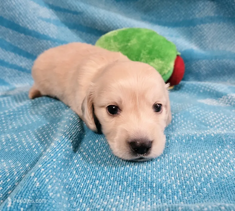 EE English Cream Baby Boy – Miniature Dachshund puppy for sale in Mocksville, NC