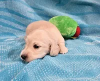 EE English Cream Baby Boy, a male Miniature Dachshund for sale in Mocksville, NC – 4 of 4