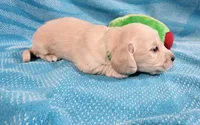 EE English Cream Baby Boy, a male Miniature Dachshund for sale in Mocksville, NC – 3 of 4