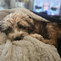 Scooter, a male Tibetan Terrier for sale in Napa, CA – Photo 3 of 3