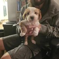 Charlie, a male Tibetan Terrier for sale in Napa, CA – Photo 1 of 4
