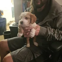 Charlie, a male Tibetan Terrier for sale in Napa, CA – Photo 2 of 4