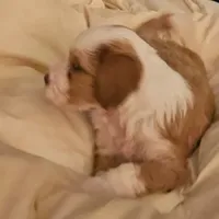 Charlie, a male Tibetan Terrier for sale in Napa, CA – Photo 3 of 4