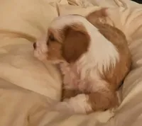 processed/ebd3b6c0-8ff8-4753-a630-f4341ad59382/listing/1acabe38-550d-4925-8ad7-e4e814cd6016/dfc156b0-aac6-4521-be53-52aac4944ed0