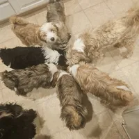 MAX, a male Tibetan Terrier for sale in Napa, CA – Photo 9 of 10