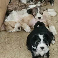 MAX, a male Tibetan Terrier for sale in Napa, CA – Photo 5 of 10