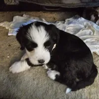MAX, a male Tibetan Terrier for sale in Napa, CA – Photo 4 of 10