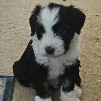 MAX, a male Tibetan Terrier for sale in Napa, CA – Photo 3 of 10