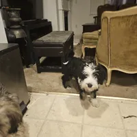 MAX, a male Tibetan Terrier for sale in Napa, CA – Photo 10 of 10