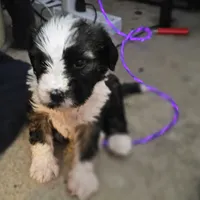 MAX, a male Tibetan Terrier for sale in Napa, CA – Photo 1 of 10