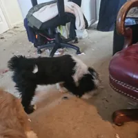 MAX, a male Tibetan Terrier for sale in Napa, CA – Photo 8 of 10