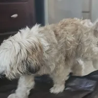 MAX, a male Tibetan Terrier for sale in Napa, CA – Photo 7 of 10