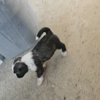 MAX, a male Tibetan Terrier for sale in Napa, CA – Photo 2 of 10