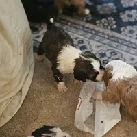 MAX, a male Tibetan Terrier for sale in Napa, CA – Photo 6 of 10