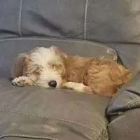 Buddy, a male Tibetan Terrier for sale in Napa, CA – Photo 6 of 8