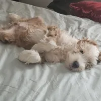 Buddy, a male Tibetan Terrier for sale in Napa, CA – Photo 3 of 8