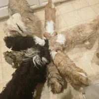 Buddy, a male Tibetan Terrier for sale in Napa, CA – Photo 7 of 8