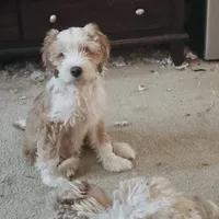 Buddy, a male Tibetan Terrier for sale in Napa, CA – Photo 5 of 8