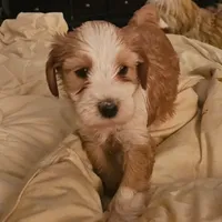 Buddy, a male Tibetan Terrier for sale in Napa, CA – Photo 1 of 8