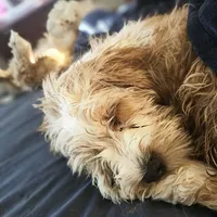 Buddy, a male Tibetan Terrier for sale in Napa, CA – Photo 8 of 8