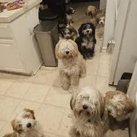 Buddy, a male Tibetan Terrier for sale in Napa, CA – Photo 4 of 8