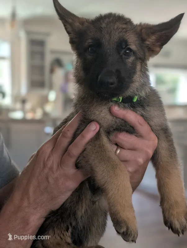 Freddy (AKC) – German Shepherd Dog puppy for sale in Franklinville, NC