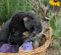 M.C ( Mini Cooper) AKC, a male German Shepherd Dog for sale in Franklinville, NC – 2 of 6
